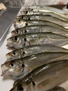 鯵 アジ あじ サビキ釣り アジング