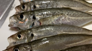鯵 アジ あじ サビキ釣り アジング