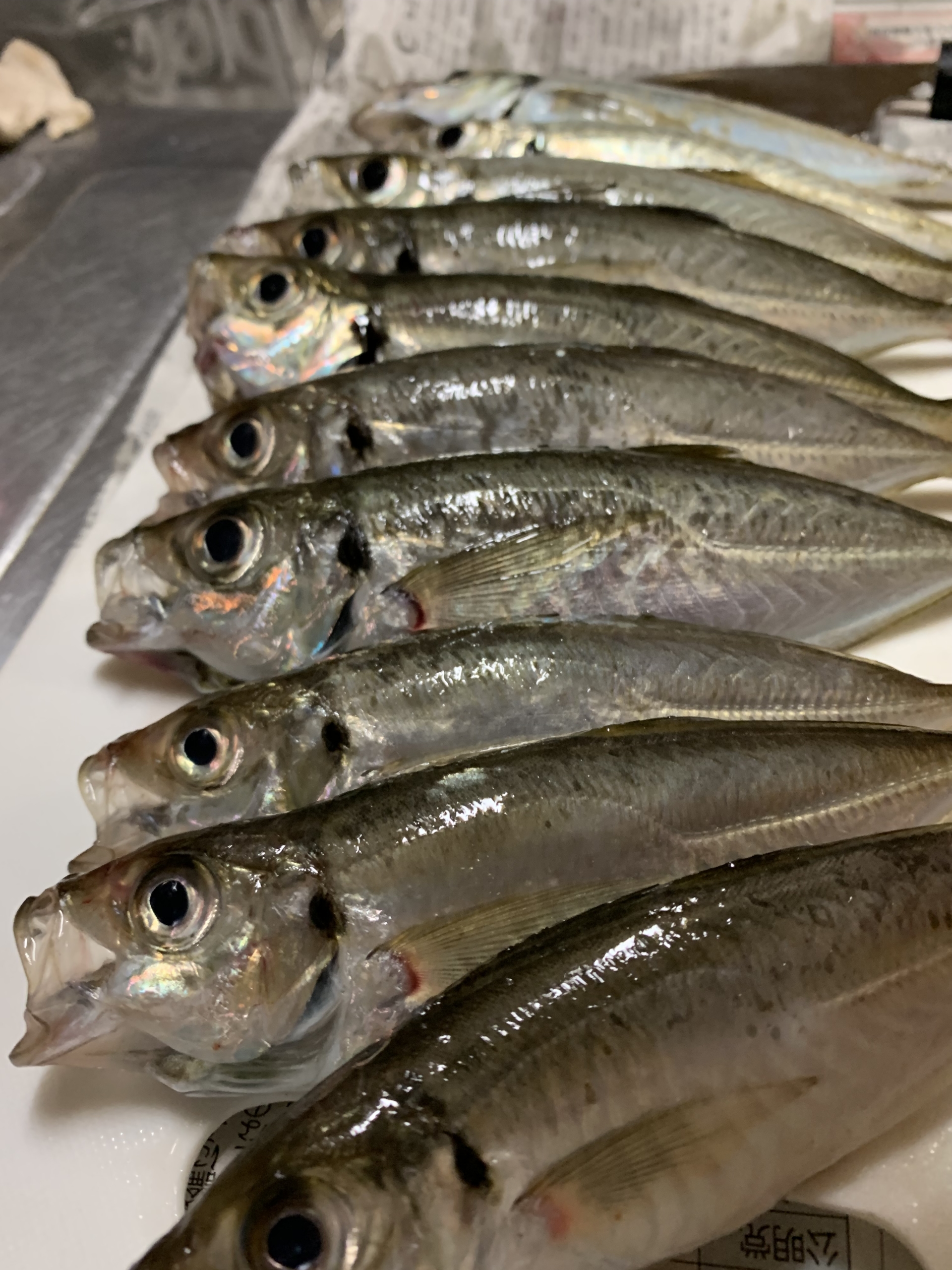 鯵 アジ あじ サビキ釣り アジング