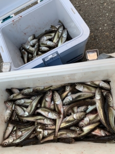 秋田 ハタハタ 釣り 情報まとめ 釣り方 コツ 初心者
