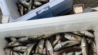 秋田 ハタハタ 釣り 情報まとめ 釣り方 コツ 初心者