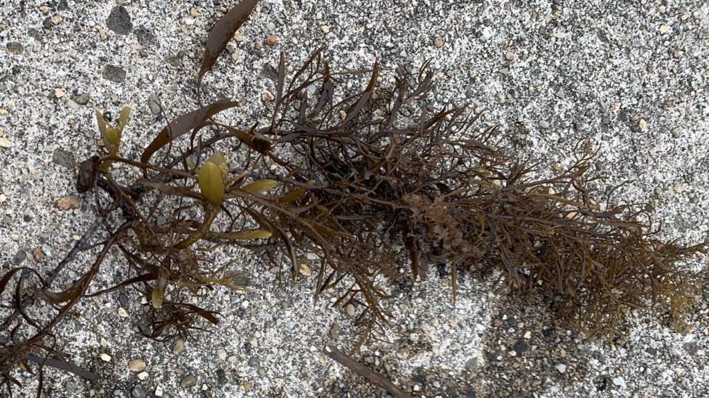 ホンダワラ ハタハタ 釣り 秋田 ポイント 場所 選び コツ どこで 釣れる