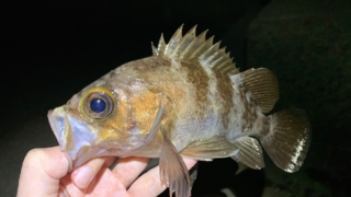 メバリング メバル ルアー フィッシング 海 釣り 初心者 おすすめ