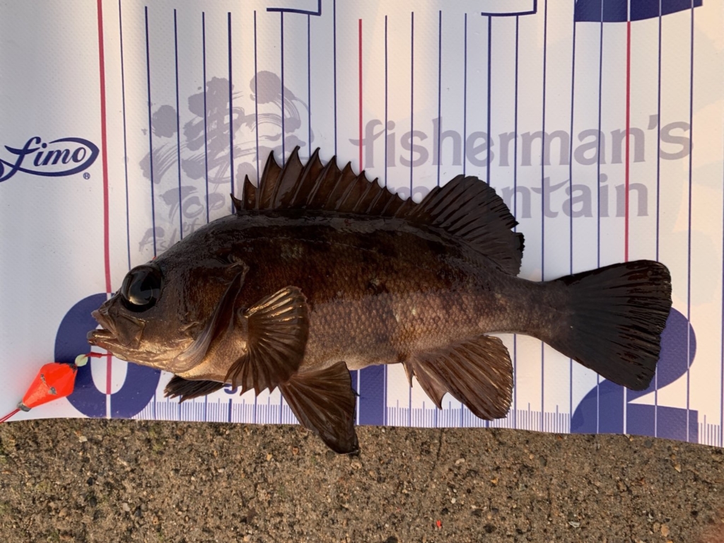 穴釣りで釣れた20cm強のメバル