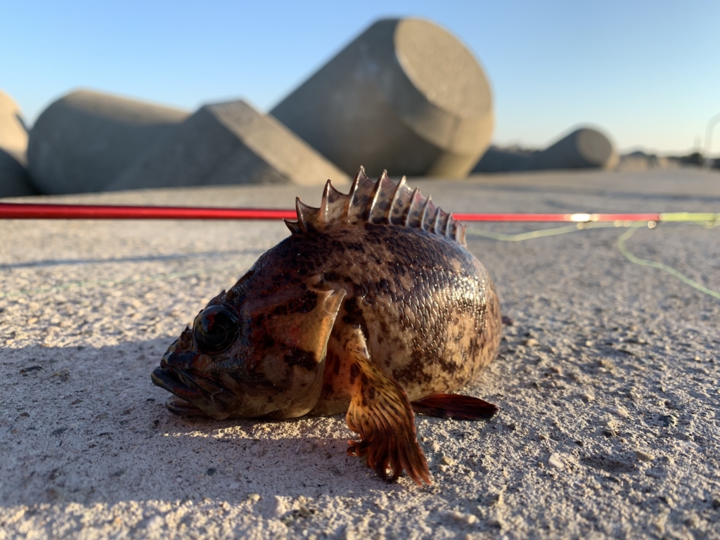 穴釣りで釣れたカッコいいムラソイ