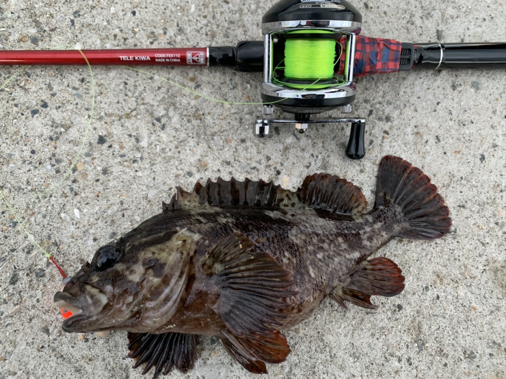 穴釣りで釣れた20cm強のカサゴ