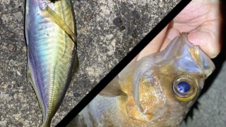 Thumbnail of post image 033