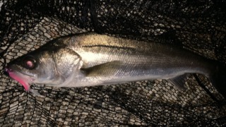 Thumbnail of post image 129