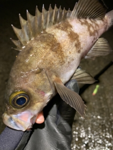 メバリング メバル 秋田 釣り 12月 1月 ハタハタ 終了後 終わった 何 釣れる