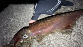 ヤリイカ 釣り方 エギング 浮き釣り 電気ウキ エサ釣り どうやる やり方