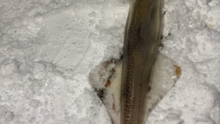 秋田 男鹿 ヤリイカ 釣り 海釣り 電気ウキ 2点発光 テーラー スッテ どうやる やり方 釣り方