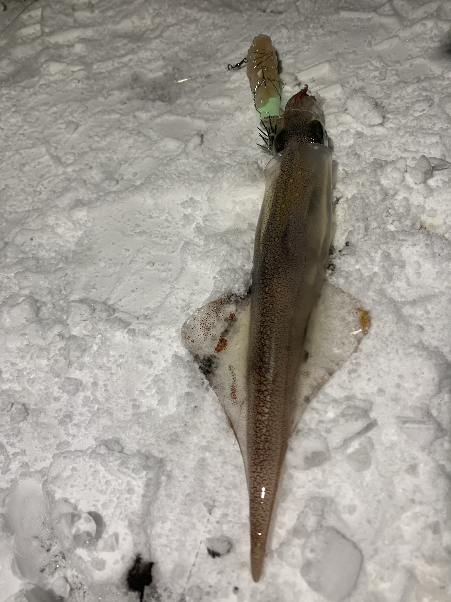 21年1月2日 釣れました 男鹿半島ヤリイカ釣り ビギナーズノート