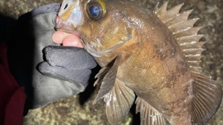 メバル 春告魚 メバリング 男鹿 秋田 情報 釣果