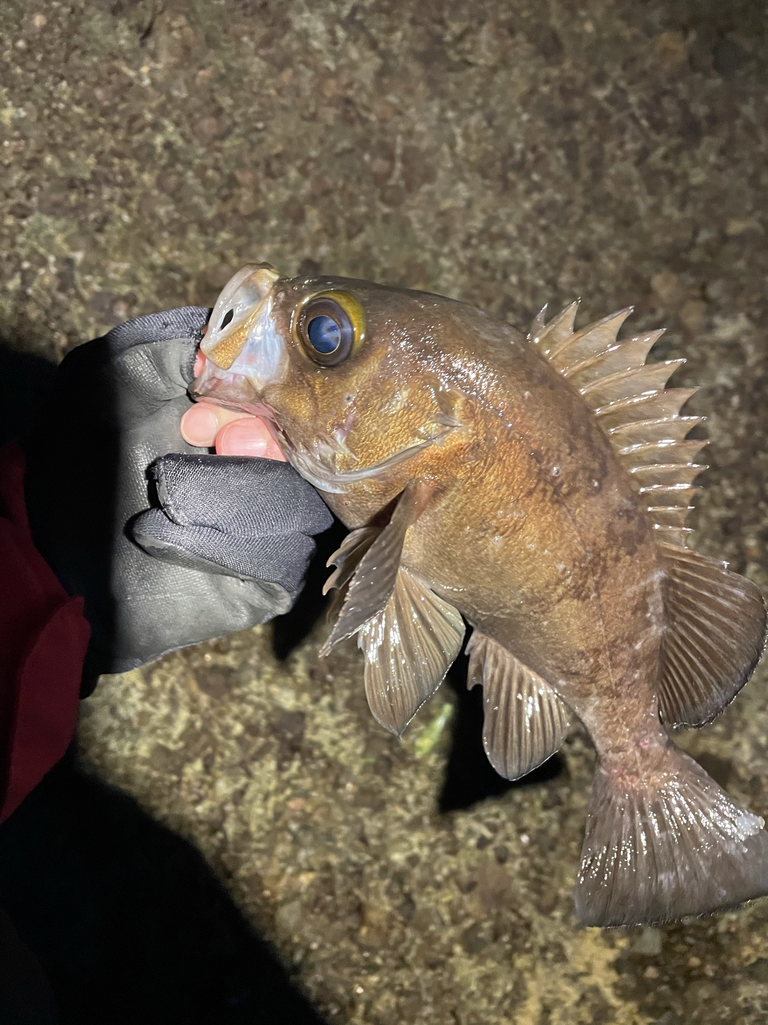 メバル 春告魚 メバリング 男鹿 秋田 情報 釣果