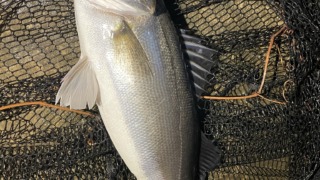釣り　シーバス　男鹿　秋田　ルアー