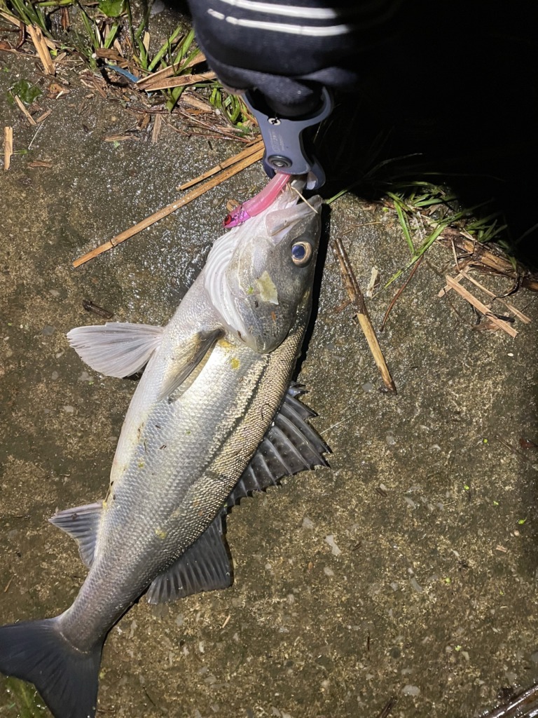 シーバス 秋田 男鹿 能代 4月 5月 春 スズキ セイゴ フッコ ルアー