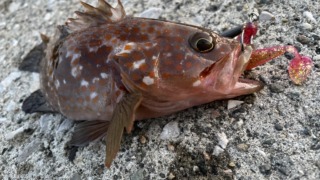 秋田 キジハタ ロックフィッシュ アコウ 根魚 幻の高級魚 男鹿 男鹿半島 カサゴ