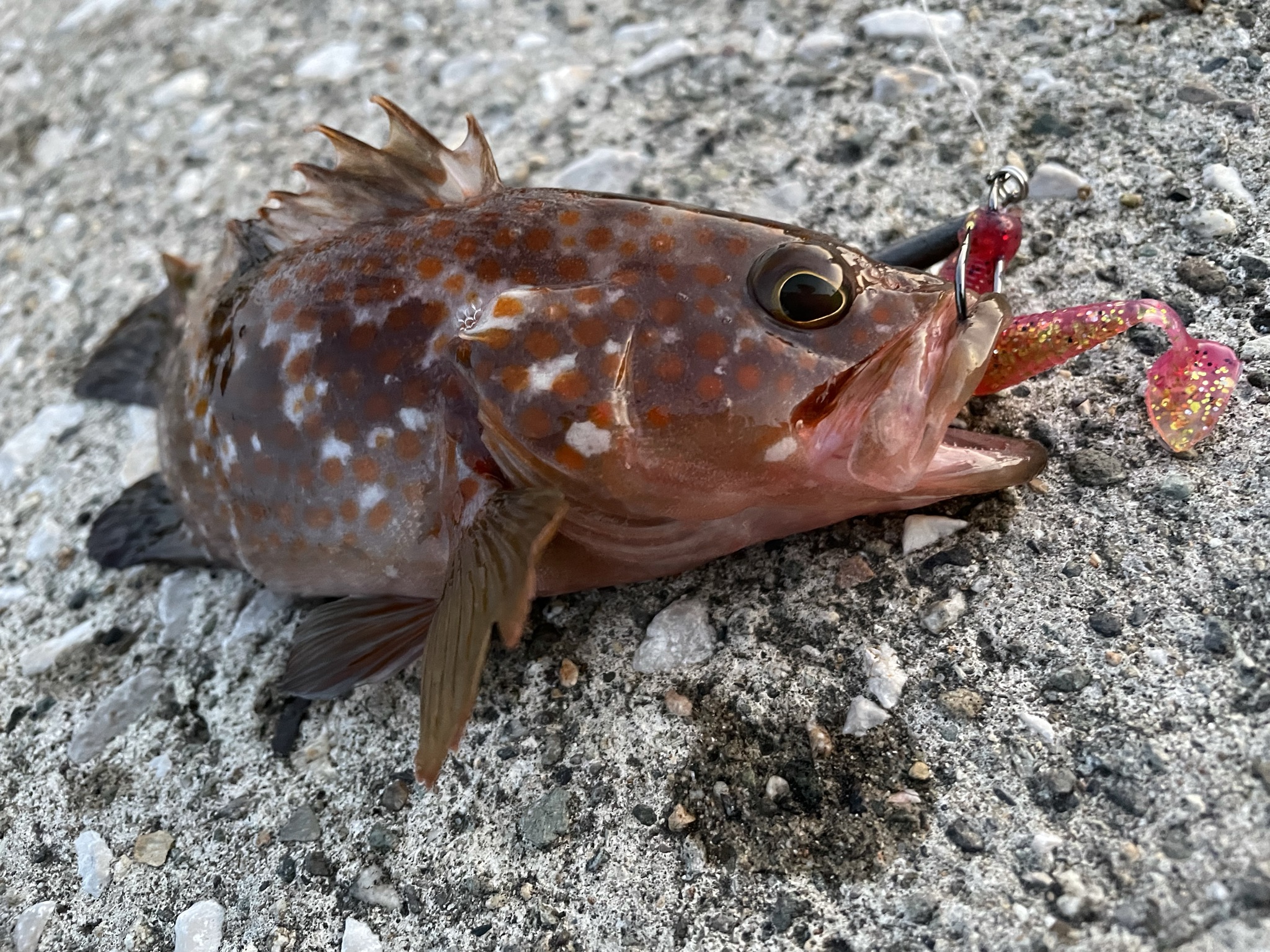 秋田 キジハタ ロックフィッシュ アコウ 根魚 幻の高級魚 男鹿 男鹿半島 カサゴ