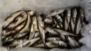 秋田　ハタハタ　男鹿　釣り
