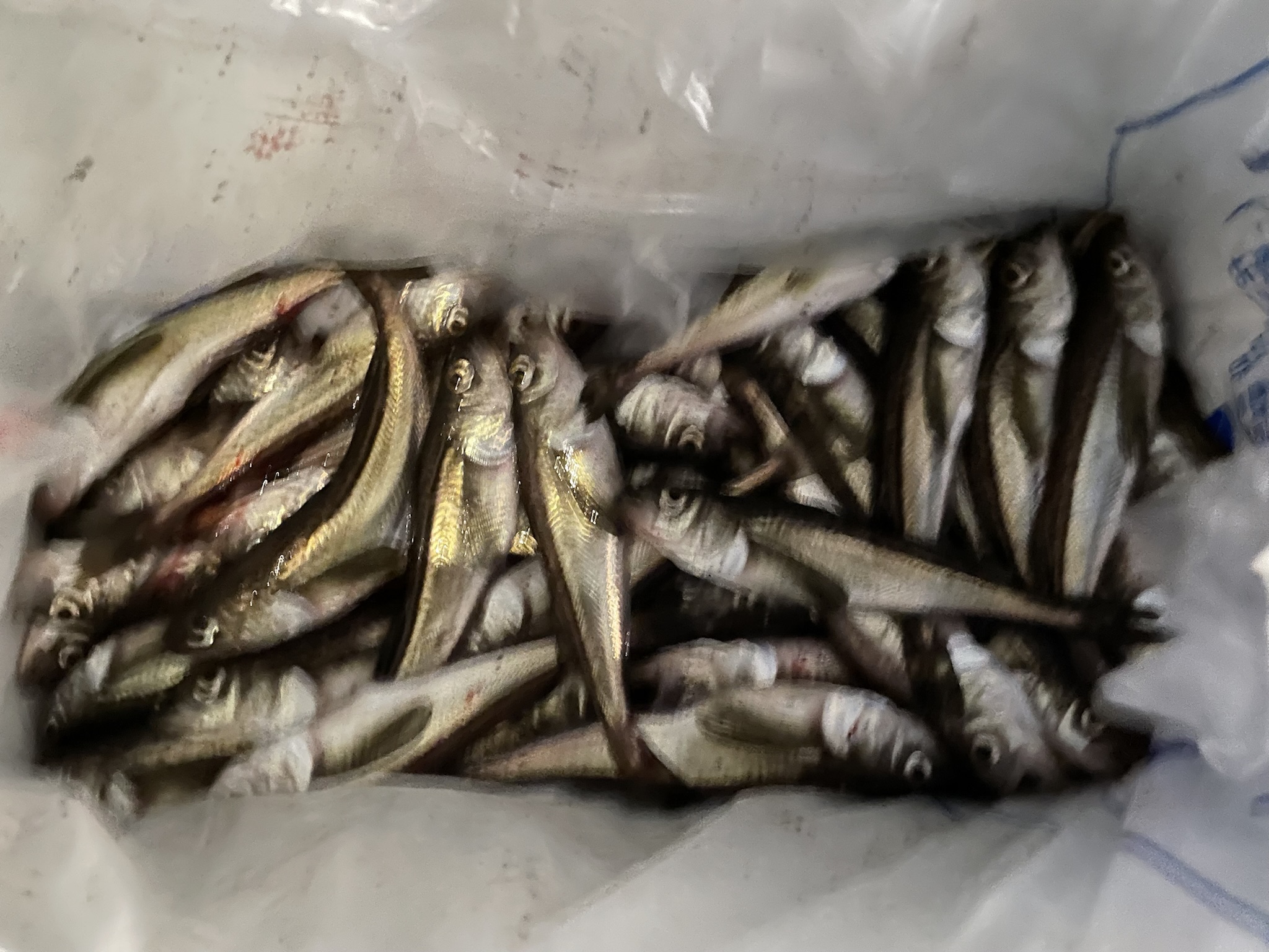 秋田 ハタハタ 男鹿 釣り