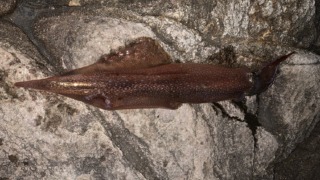 秋田　釣り　男鹿　男鹿半島　船川　小浜　椿　双六　台島　南磯　北磯　畠　西黒沢　北浦　戸賀　ヤリイカ　２月　３月　釣れる