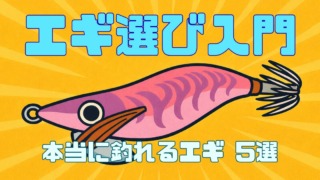 エギ選び入門、本当に釣れるエギ5選を説明した記事のサムネイル