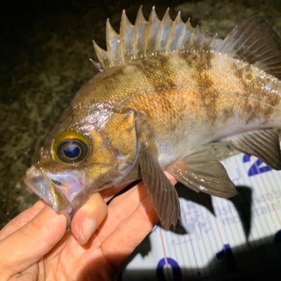 あきたりょう@釣りXアカウントのアイコン（メバル）