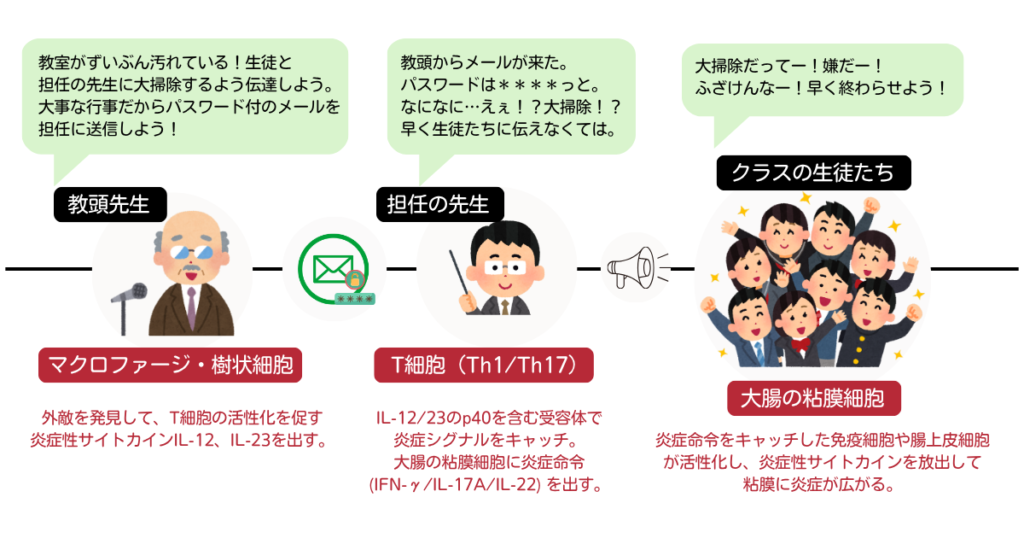 免疫細胞がサイトカインを放出し、炎症が起こる仕組みを示した図。マクロファージやT細胞などの働きをわかりやすく解説。