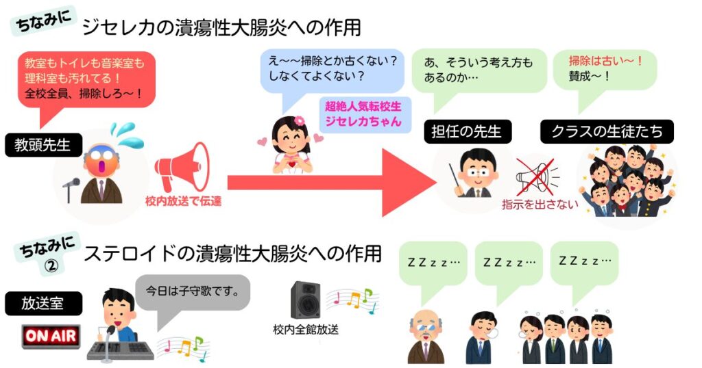 潰瘍性大腸炎に対するジセレカとステロイドの作用を比較した図。転校生ジセレカが炎症を静め、ステロイドが全身を鎮めるイメージ。