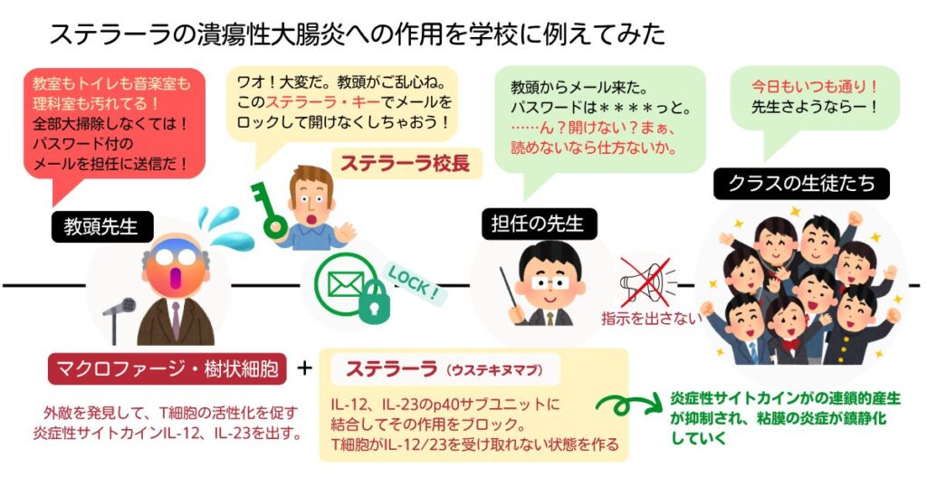 ステラーラ(ウステキヌマブ)がIL-12・IL-23をブロックし、炎症を抑える仕組みを学校のたとえで示した図。校長がメールをロックして炎症連鎖を止める様子。
