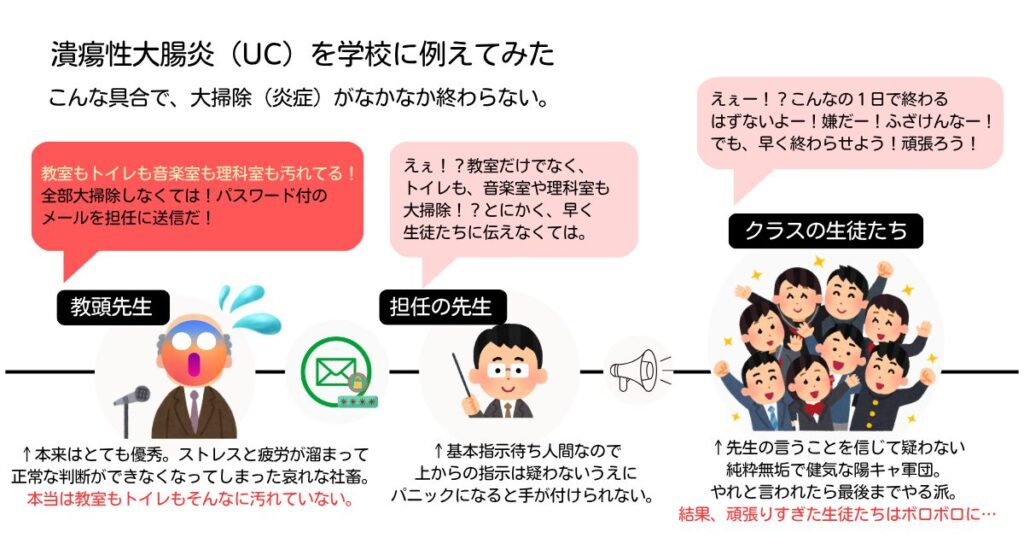 潰瘍性大腸炎の炎症メカニズムを学校に例えた図。教頭先生・担任・生徒を使って、免疫の暴走をわかりやすく説明。