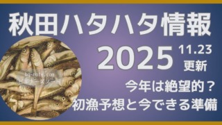 秋田ハタハタ情報2025.11.23更新 今年は絶望的？初漁予想と今できる準備