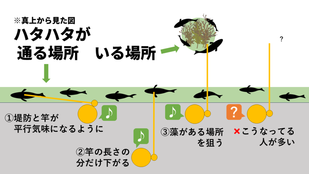※真上から見た図：ハタハタが通る場所・いる場所堤防と竿が平行気味になるように②竿の長さだけ下がる③藻がある場所を狙う×何もいないところでシャクっても釣れない