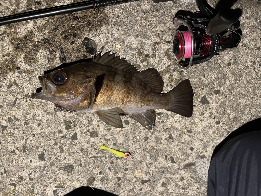 12月18日に男鹿半島で釣れたメバルと月下美人ビームフィッシュ