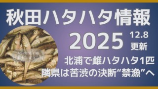 秋田ハタハタ情報2025 12月8日更新 北浦で雌ハタハタ1匹 隣県では苦渋の決断“禁漁”へ