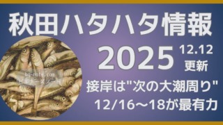 秋田ハタハタ情報2025、12月12日更新。接岸は次の大潮周りが最有力！