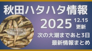 秋田ハタハタ情報2025