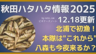 2025年秋田ハタハタ情報 12月18日更新、北浦で初漁、本隊はこれから！