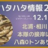 秋田ハタハタ情報2025年12月19日更新、北浦、相川は釣れず、本隊の接岸はまだ？八森0トンはありえる？の記事のサムネイル