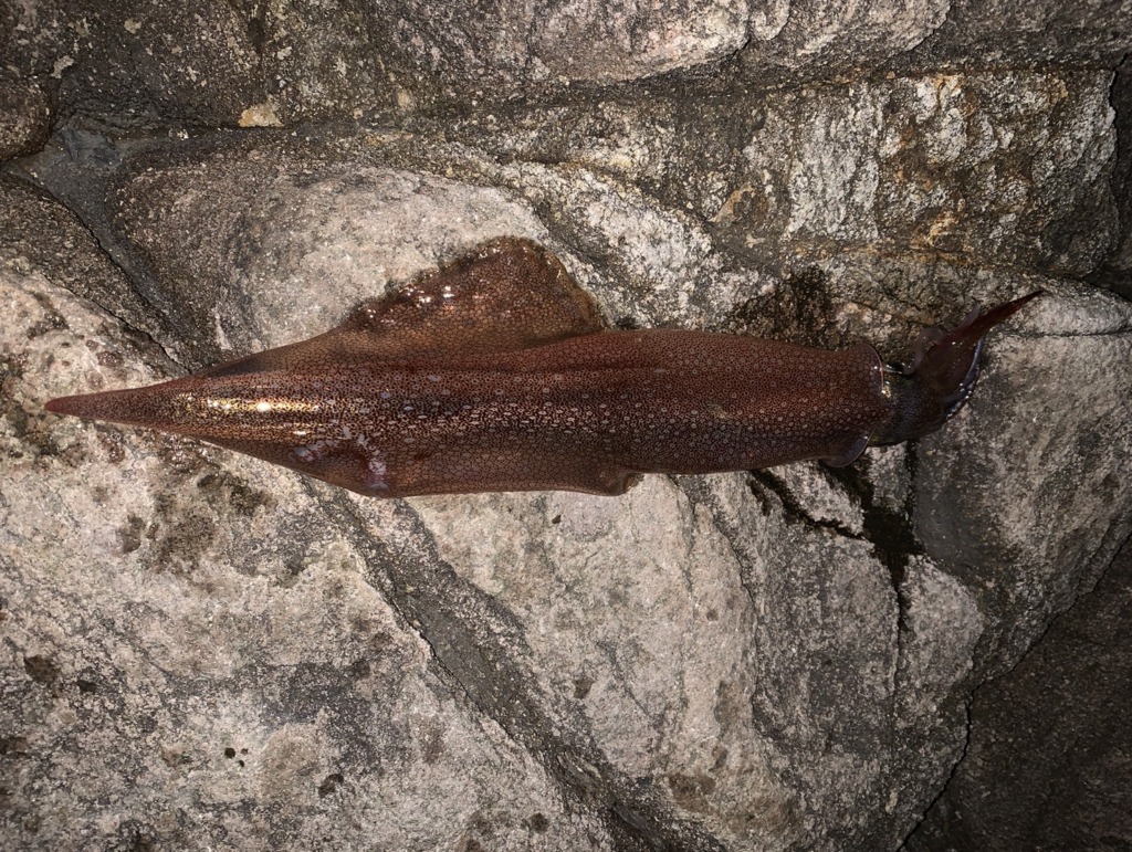 潮瀬崎で釣れたヤリイカの写真。