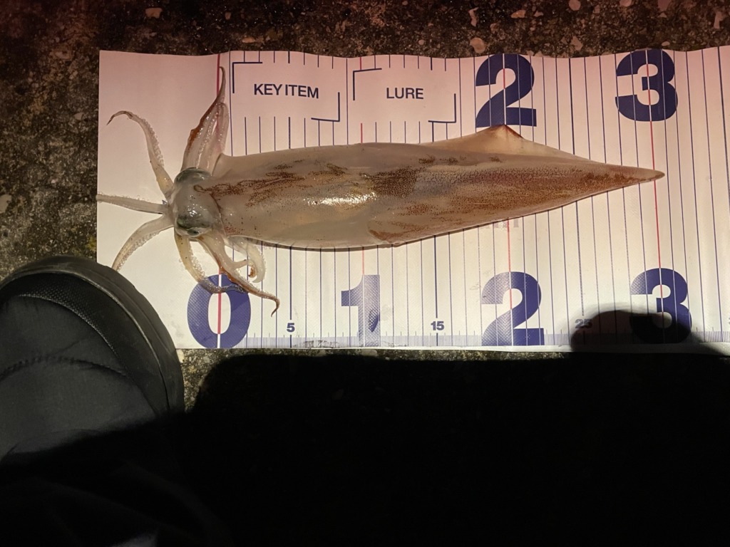 胴長30cmの男鹿半島畠漁港で釣れたヤリイカ