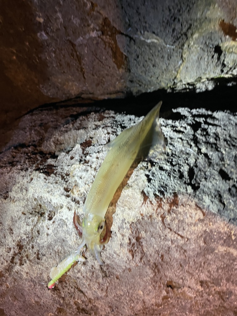 戸賀周辺の磯場で釣れたヤリイカの写真