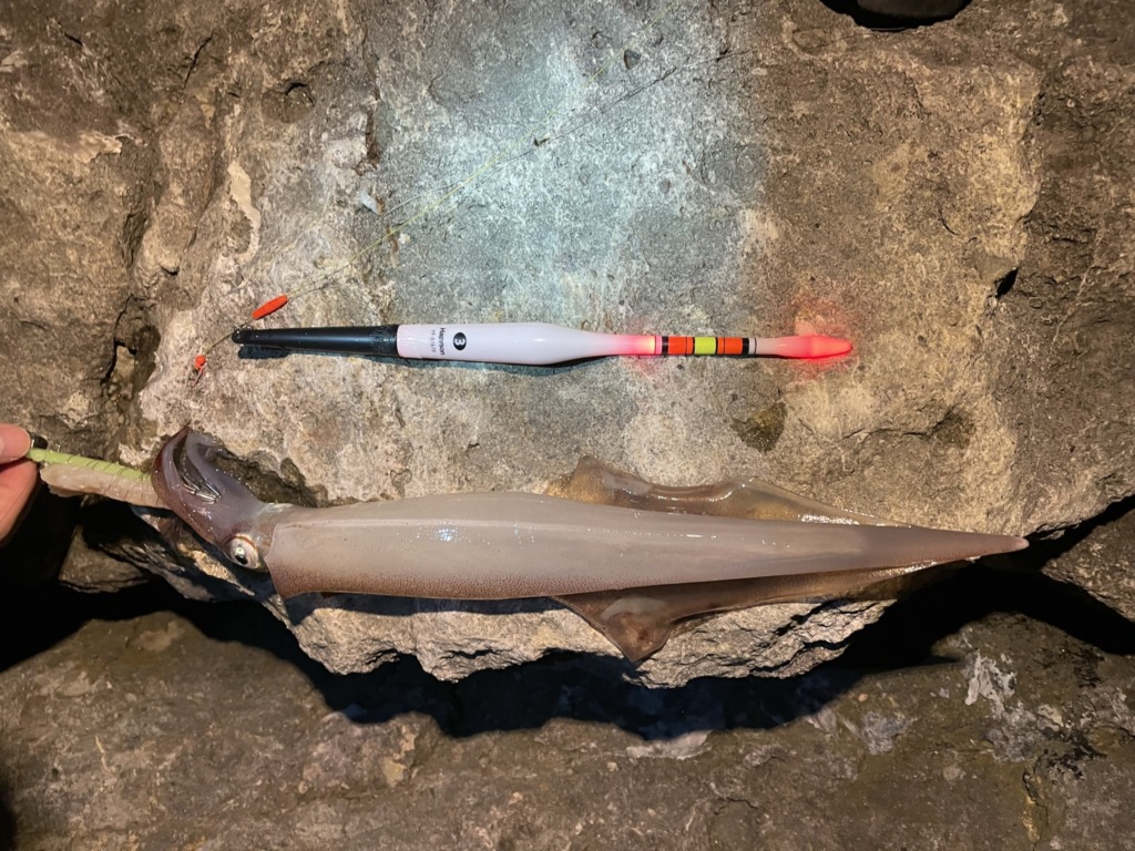 八峰町など秋田県北地域で釣れたヤリイカの写真