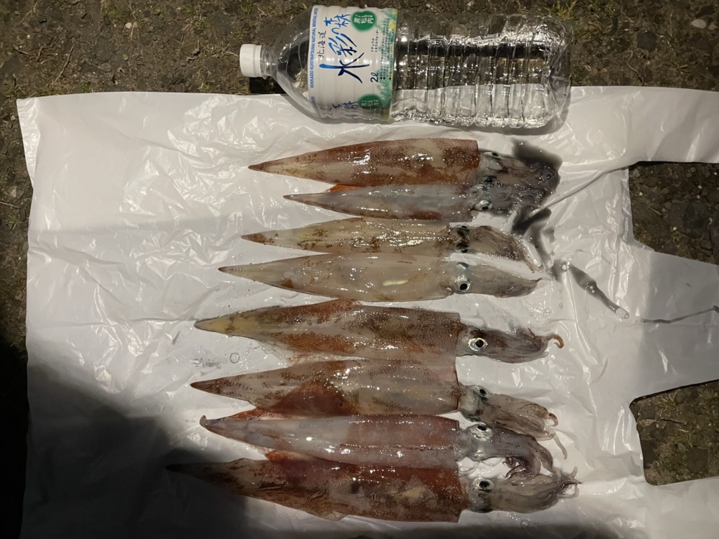 男鹿市椿漁港で釣れたヤリイカの画像