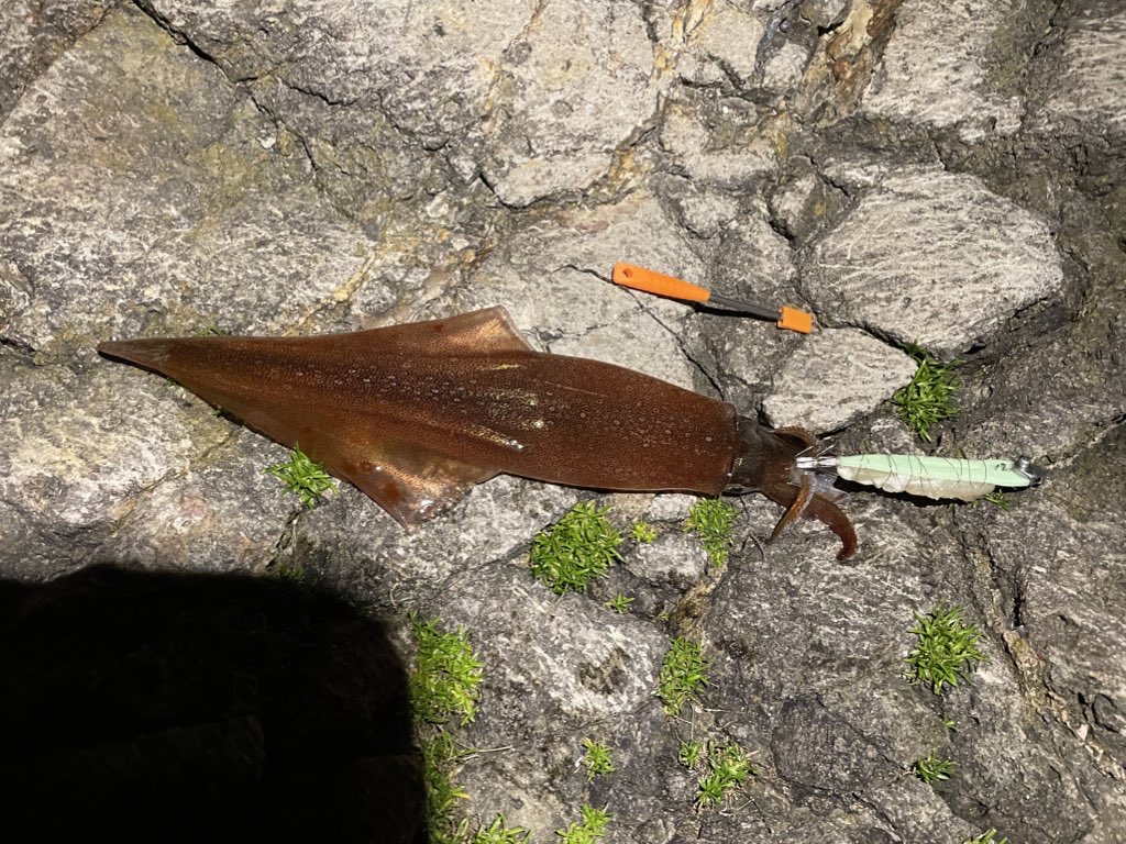 金浦など秋田県北地域で釣れたヤリイカの写真