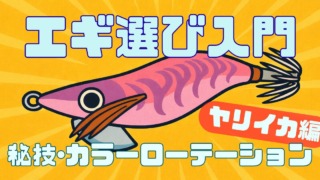 エギ選び入門、ヤリイカエギングでのカラーローテーションの考え方記事のサムネイル