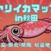 秋田でヤリイカが釣れる場所を解説した記事のサムネイル。